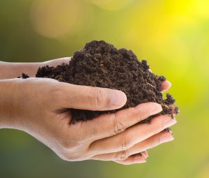 Which soil or compost, soil, compost, garden, gardening, landscaping, landscapers, decking, fencing, turfing, garden design, maintenance, green Onion Landscaping , Teesside , darlington, Cleveland, Teesvalley