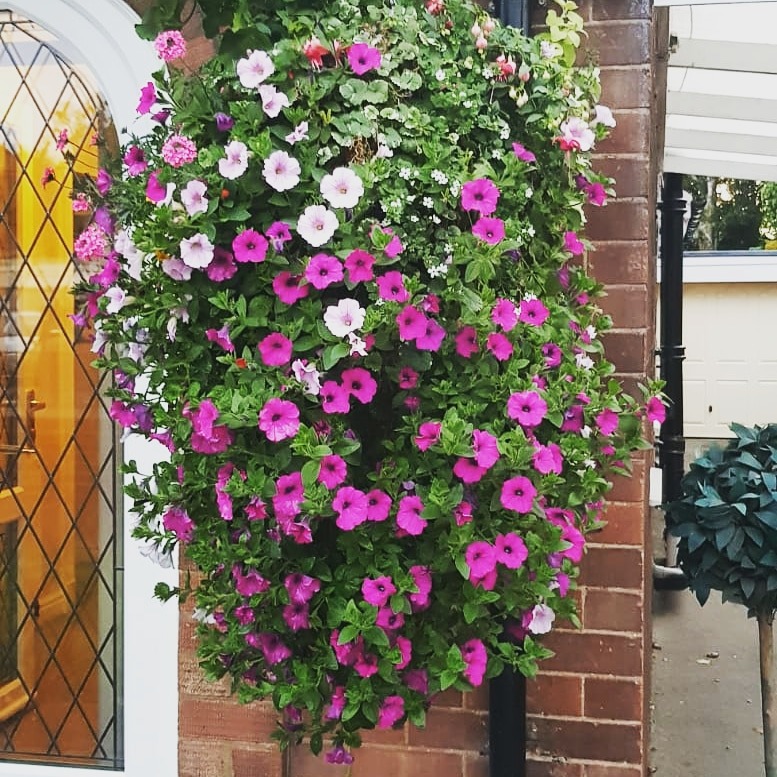 hangingbaskets-large-hanging-basket-summer-Green-Onion-Landscaping ...